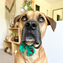 Load image into Gallery viewer, Pet Accessories - Ishivatva Dog Bow Tie
